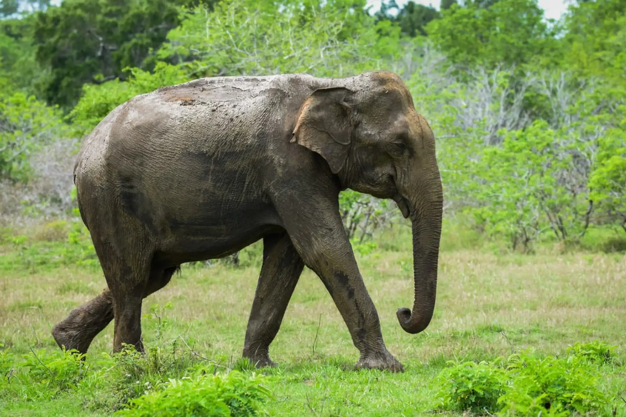 Elephant in open grasslands, Udawalawe National Park